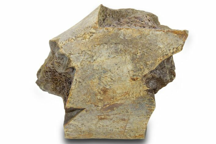 Fossil Dinosaur Bone Section - Wyoming #381194
